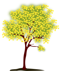 Ipê Amarelo
