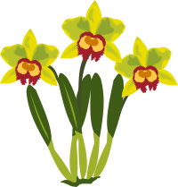cattleya
