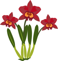 cattleya