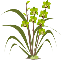 cymbidium