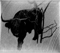 taurus