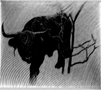 taurus