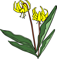 GG Erythronium grandiflorum