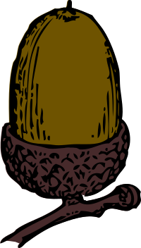 acorn - color