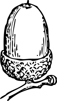 acorn 1