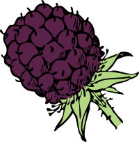 blackberry - color