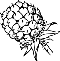 blackberry 1