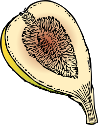 fig in section
