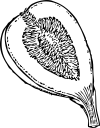 fig in section 1