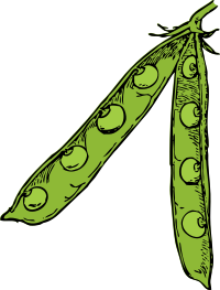 pea pod - color