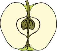 apple in cross section - color