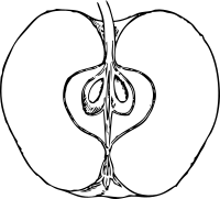 apple in cross section 1