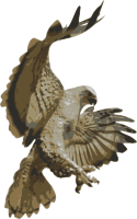 Hawk Pouncing