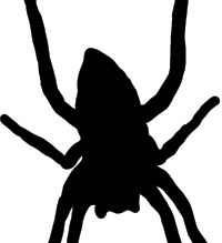 spider
