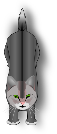 cat