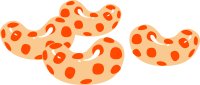 Bean Spice