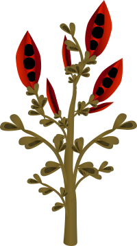 Firebog Firebean 2