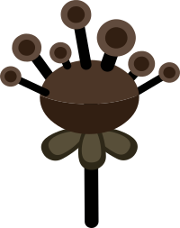 Firebog Plants5