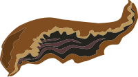 Food Goat Ear Fried