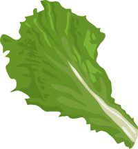 Food Green Leaf