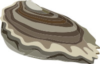 Food Oysters Ocean