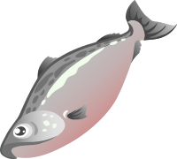 Food Salmon