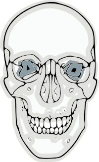 digitalized human skull