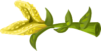 Herbs Yellow Crumb Flower