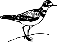 Killdeer