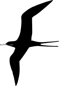 Frigate Bird