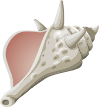 Misc Conch