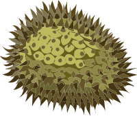 Misc Durian
