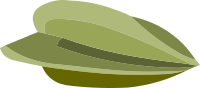 Misc Starfruit Seed