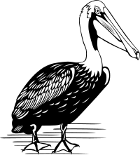 Pelican