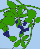 Colored Blackberry motif