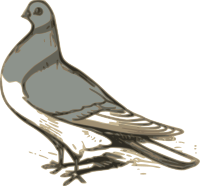 pigeon illustration