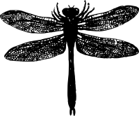Basic Dragonfly