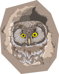 Boreal owl