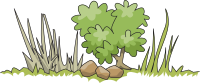 Border and bush