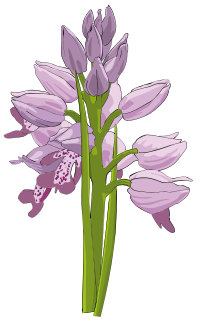 Wild Orchid