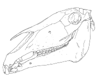 Horse Skull Medical