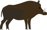 Wildboar