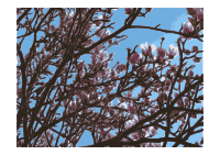 Magnolien