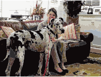 Harlequin Great Dane