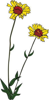 GG Gaillardia aristata