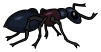 ant - coloured