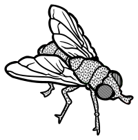 fly - lineart