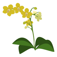 Phalaenopsis