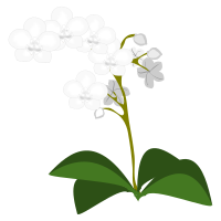 Phalaenopsis