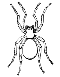spider